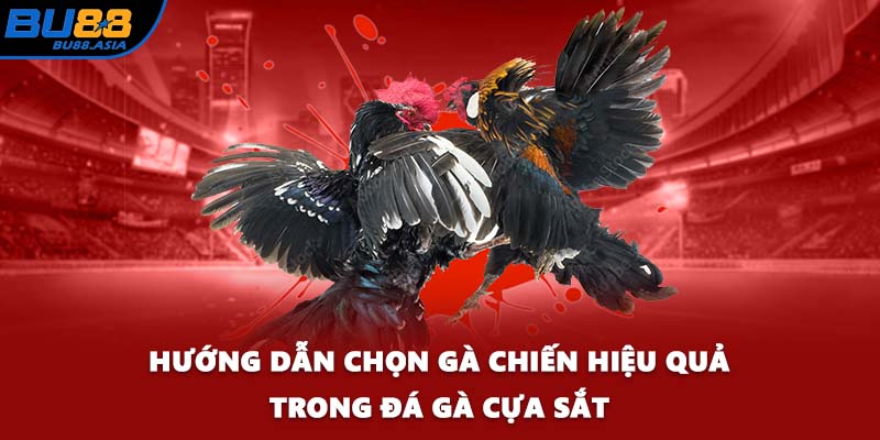 Hướng dẫn chọn gà chiến hiệu quả trong đá gà cựa sắt
